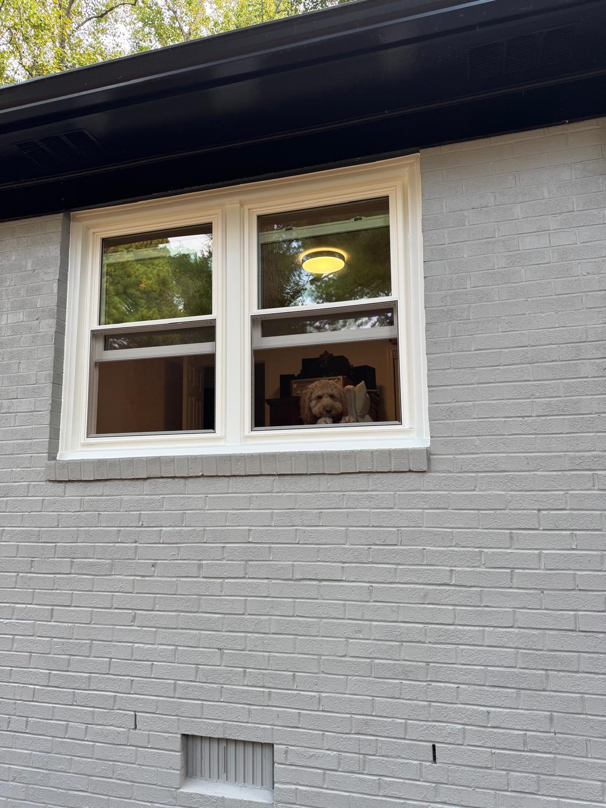 New double-hung window on a painted brick home with a dog looking out